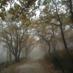 camino niebla